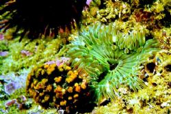 Green Anemone w/ Sea Urchin & Sponge. Orange County, CA. by Dallas Poore 